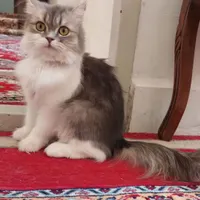 بریتیش ۵ماهه نر و ماده|گربه|یزد, |دیوار
