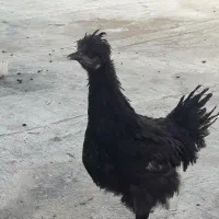 جوجه مرغ وخروس