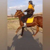 اسب مادیان