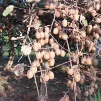 کیوی هایوارد|عمده‌فروشی|چابکسر, |دیوار