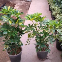 حراج فوق‌العاده تمامی گل های آگهی فقط 1.6.5ت|گل و گیاه طبیعی|مشهد, هدایت|دیوار