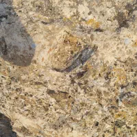 نان خشک تمیز.