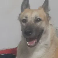 گمشده