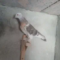 سوسنی بهبونی.دم‌ سفید کرمونی|پرنده|شیراز, جوادیه|دیوار