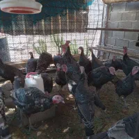 بوقلمون نرو ماده|حیوانات مزرعه|کوهسار (البرز), |دیوار