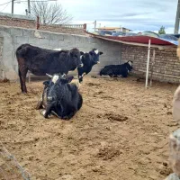 گاو و گوساله