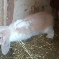 خرگوش گوگولی|موش و خرگوش|رشت, جانبازان|دیوار