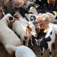 کهره نر و بز با قصابی خود بندرعباس