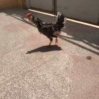 خروس گلین