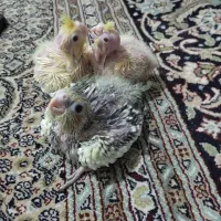 عروس هلندی