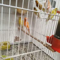 قناری ماده|پرنده|رفسنجان, |دیوار