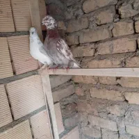 ۳عدد کبوتر‌غریب‌گیری‌سالم