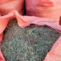 یونجه درجه یک