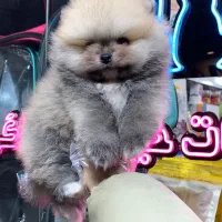 پامرین پرتغالی دو سر خرسی