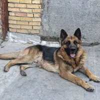 سگ ژرمن