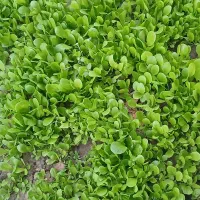 بذر کاهو خوب