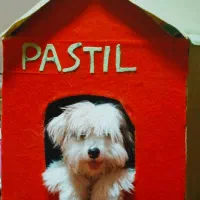 سگ شیتزو ، پودل ، مینی