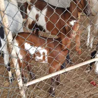 بز دورگ|حیوانات مزرعه|خورموج, |دیوار