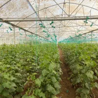 3800 متر سازه گلخانه با پلاستیک و تجهیزات