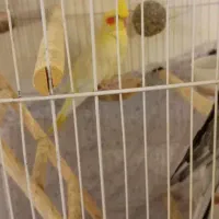 عروس هلند مولد|پرنده|محمدشهر, شهرک چمران|دیوار