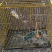 قفس پرنده|لوازم جانبی حیوانات|گرگان, |دیوار