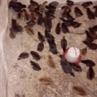 جوجه مرغ خورموج|حیوانات مزرعه|خورموج, |دیوار