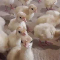 جوجه بوقلمون بیوتی ۶