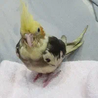 گمشده عروس هلندی