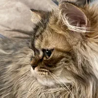 گربه بریتیش لانگ هیر