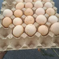 تخم مرغ محلی نطفه دار روستای زیارت