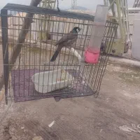 سهره اهوازی