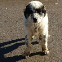 سگ البای تاتار علیا