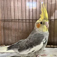 عروس هلندی