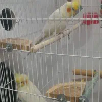 عروس هلندی مولد