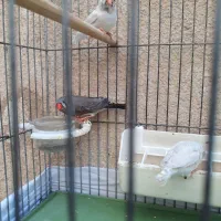 فنچ با وسایل