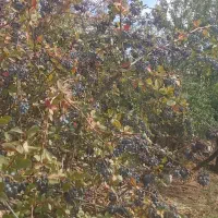 نهال زرشک سیاه بی دانه (تیل)|خدمات باغبانی و درختکاری|تسوج, |دیوار