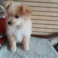 توله پاپی خانگی|سگ|حبیب آباد, |دیوار