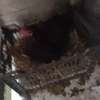 مرغ کرچ محلی صددرصد کرچ شده