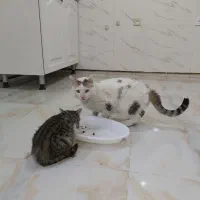 گربه dsh|گربه|ورامین, ورامین|دیوار