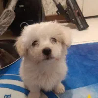 سگ اشپیتز|سگ|پرند, فاز ۶|دیوار