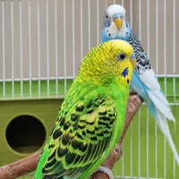 دوعدد مرغ عشق سالم سرحال