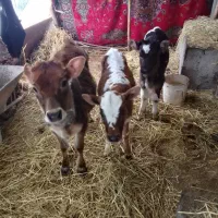 سه گوساله گاو زیبا