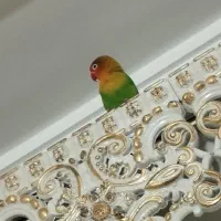 طوطی برزیلی اهلی|پرنده|خوی, |دیوار