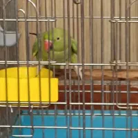 پرنده ملنگو ومینا