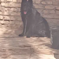 سلام دوستان . ژرمن ماده یکساله نیم سنشه