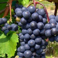 ارائه  نهال شناسه دار