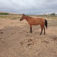 مادیان ۴ساله