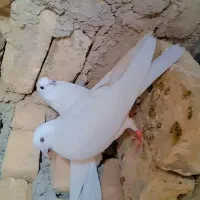 کبوتر سفید خوشرنگ تمیز|پرنده|اصفهان, ارداجی|دیوار