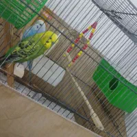 جفت مرغ عشق مولد