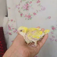 جوجه طوطی راهب زرد سرلاکی شاه تخم نر|پرنده|تهران, صادقیه|دیوار